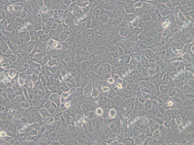 T24人膀胱癌细胞