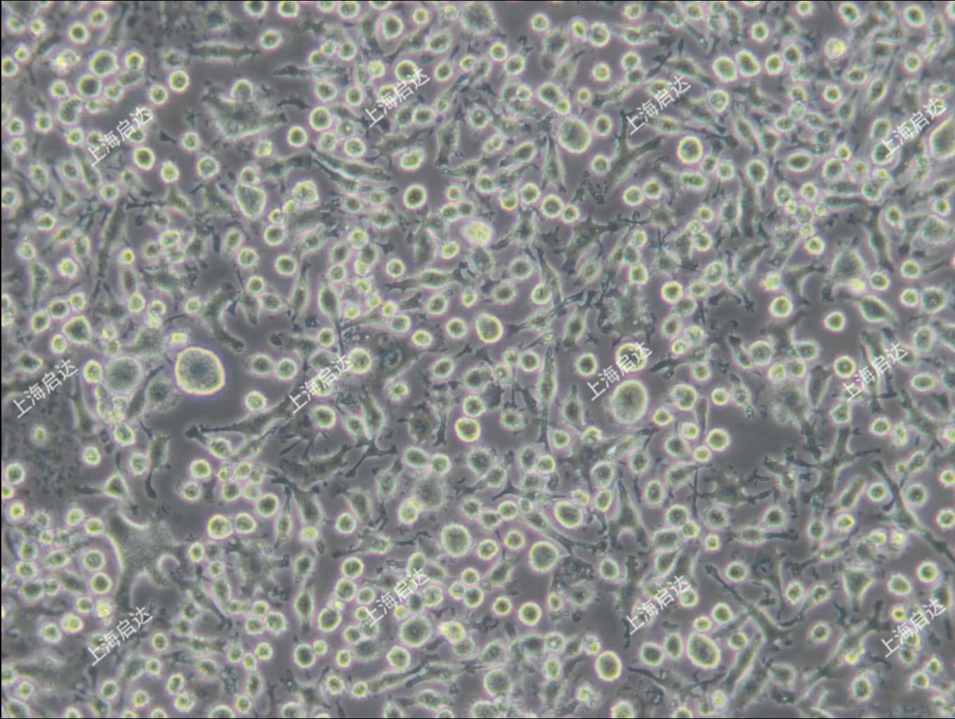 BV-2小鼠小胶质细胞