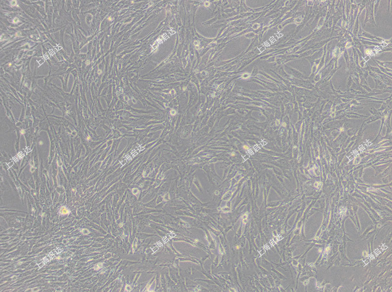 BHK-21仓鼠肾成纤维细胞
