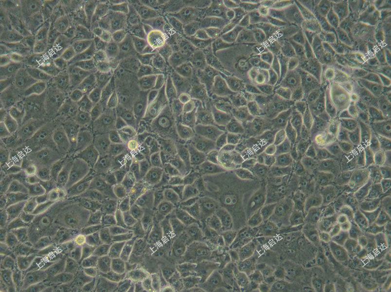 pk-15猪肾细胞系