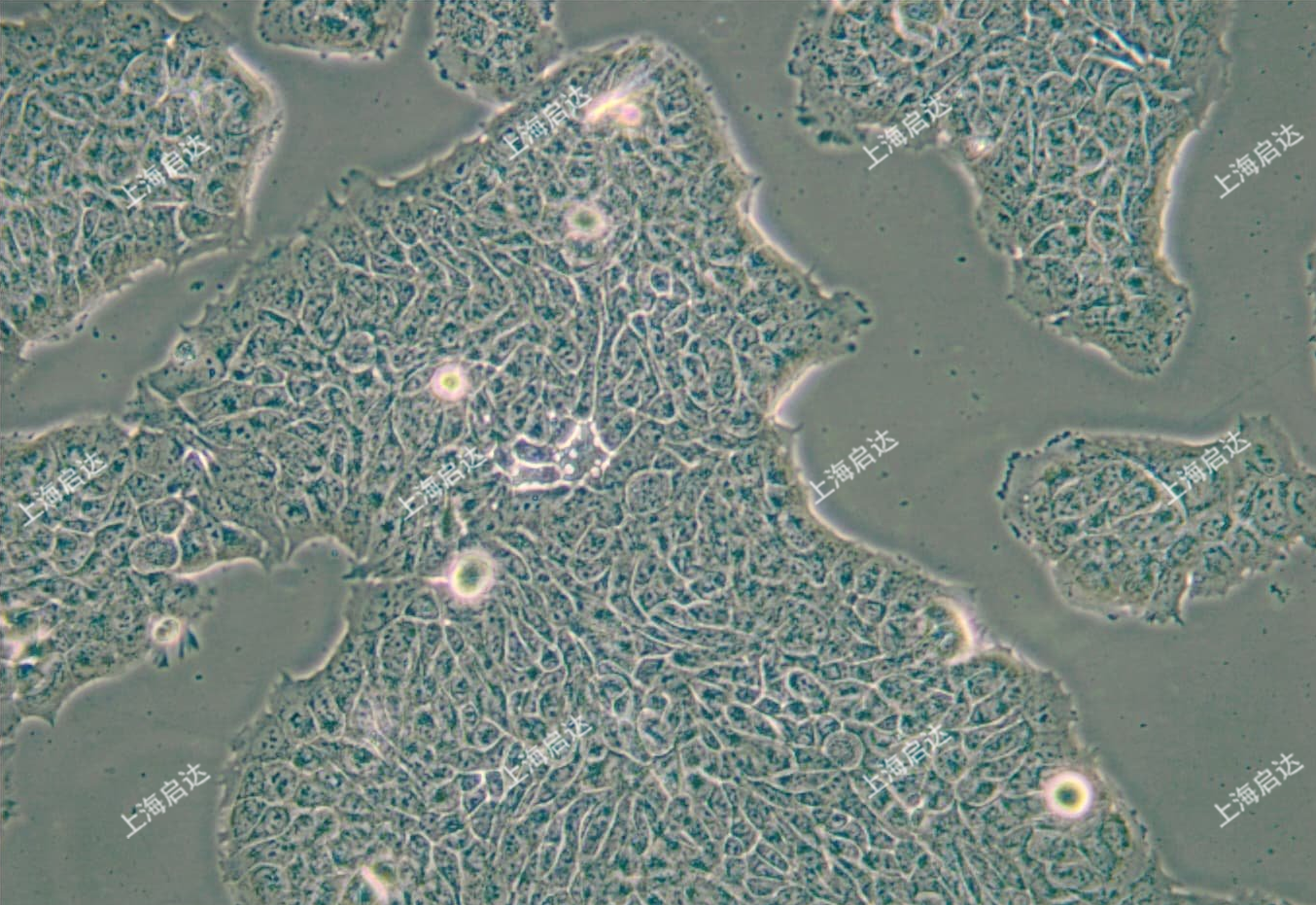 RT4人膀胱移行细胞乳头瘤细胞
