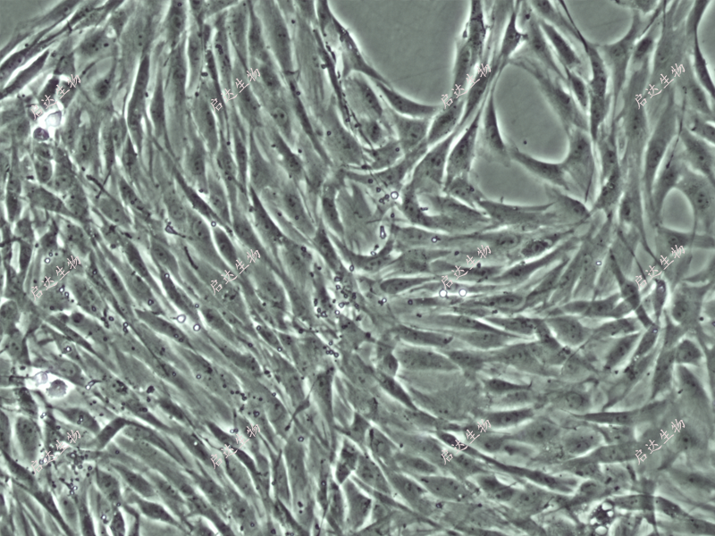 Sprague Dawley(SD)大鼠骨髓MSC细胞Sprague Dawley(SD)大鼠骨髓间充质干细胞