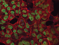 小鼠胚胎MEF细胞的提取和丝裂霉素C处理