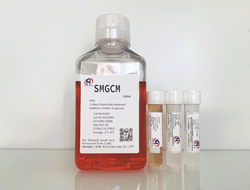 平滑肌细胞培养基SMGCM